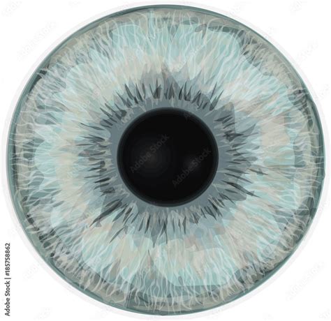 Eye iris - Realistic vector - Eye iris vector texture - Blue eye Stock ...