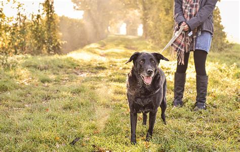 Four Favorite Dog-Friendly Trails in Southwest MO