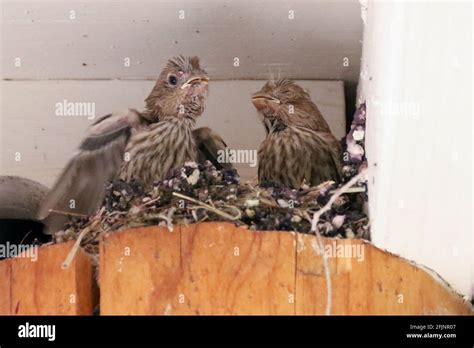 Nestling House Finches Stock Photo Alamy