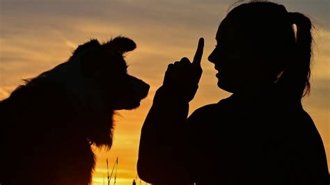 Luzerner Regierung Schickt Hundehalter Wieder In Kurse PilatusToday