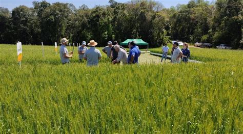 Governo Municipal Participa De Dia De Campo Em Propriedades Ruraisdo