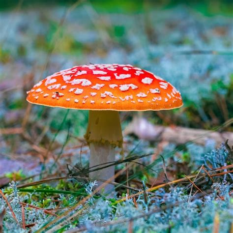 Premium Photo Amanita Muscaria Red Poisonous Fly Agaric Mushroom In