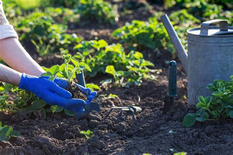 Comment Faire Face Aux Vers Blancs Dans Son Potager Le Jardineur