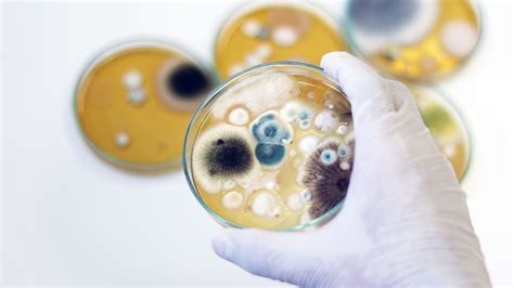 Who Does Mold Testing Chicago Comprehensive Guide To Understanding The