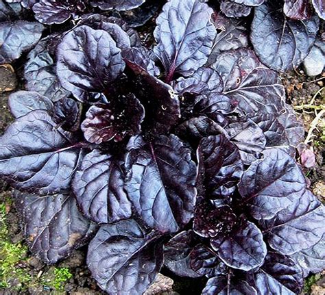 Живучка ползучая (Ajuga reptans Black Scallop)