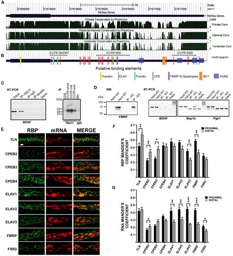 Frontiers Dendritic Targeting Of Short And Long 3 UTR BDNF MRNA Is