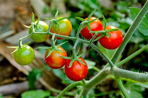 Cuidados Del Cultivo De Tomate Cherry Huerto En Casa