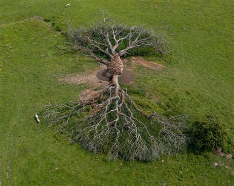 Split Oak Wood Andy Goldsworthy