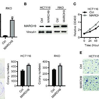 Overexpression Of MARCH9 Promoted CRC Cell Proliferation And Migration