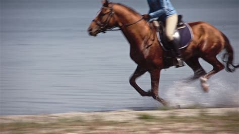 Brown Horse Galloping Fast on Water 1307398 Stock Video at Vecteezy