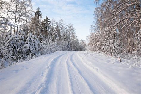 Floresta Na Neve Os Ramos Das Rvores S O Cobertos Por Uma Espessa