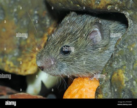 Common Vole Feldmaus Campagnol Des Champs Microtus Arvalis Mezei