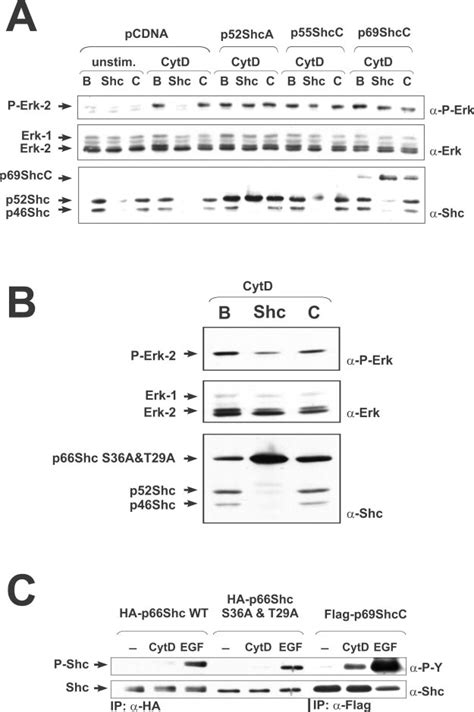 Shcc Can Also Mediate Cytdinduced Erk Activation A Shcc Rescued
