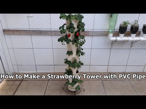 Vertical Strawberry Garden Using Pvc Pipes Fasci Garden