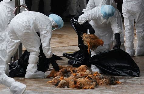 Bird Flu Hong Kong Culls Thousands Of Chickens After Avian Flu Is