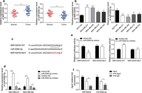 MIR100HG And MiR 5590 3p Expression Patterns In TNBC Cells And Tissues