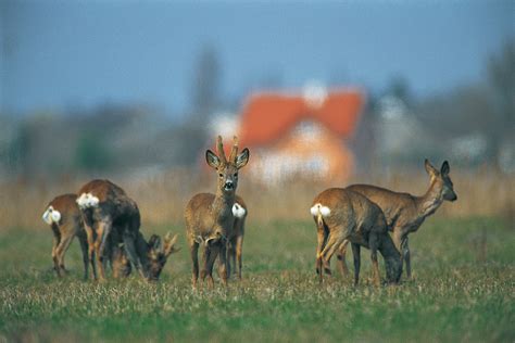 Wildtierkunde Schalenwild Rehwild Parey Jagdausbildung