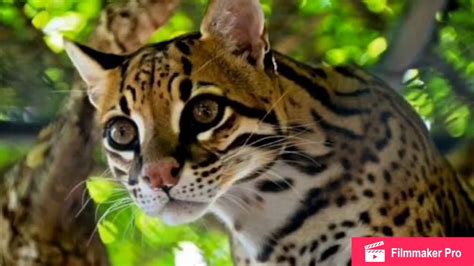 El ocelote especie en peligro de extinción YouTube