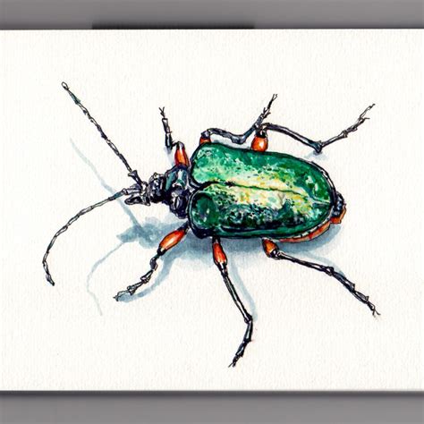 A Shiny Beetle - Doodlewash®