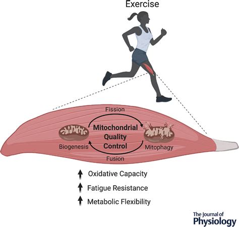 The Influence Of Aerobic Exercise On Mitochondrial Quality Control In