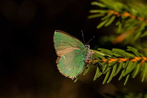 녹색 Hairstreak 자연 나비 - Pixabay의 무료 사진 - Pixabay