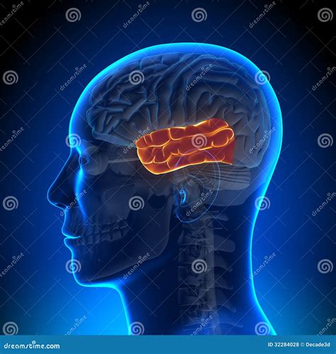 Brain Anatomy Temporal Lobe Stock Illustration Illustration Of