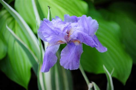 purple iris flower 13841846 Stock Photo at Vecteezy