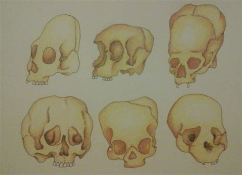 ArtStation - Skull Deformation Study