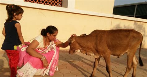 गौमाता ही भारत माँ की पहचान है गौ सुरभी की स्तुति