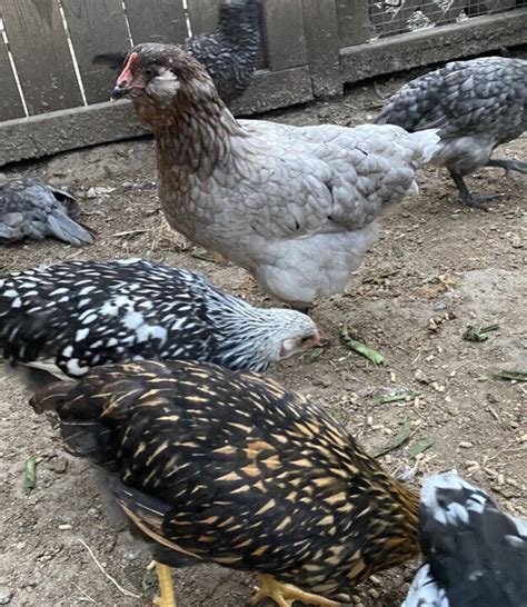 12 BYM Chicken Hatching Eggs Ameraucana Orpington Wyandotte Maran