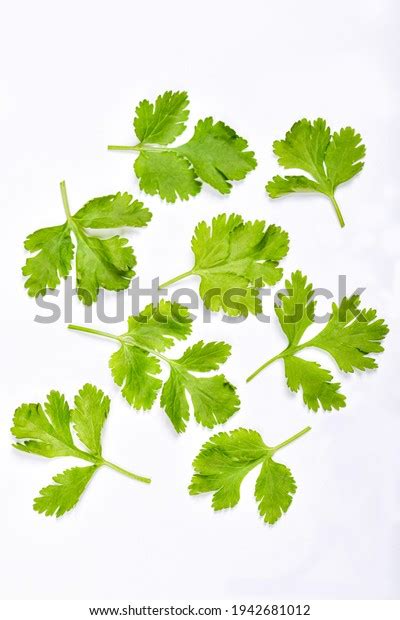 Fresh Coriander Dhaniya Leaves Isolated On Stock Photo 1942681012