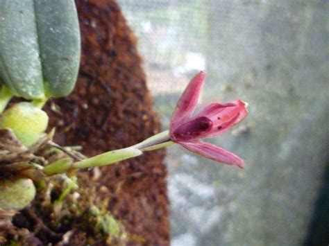 Maxillaria Bicallosa