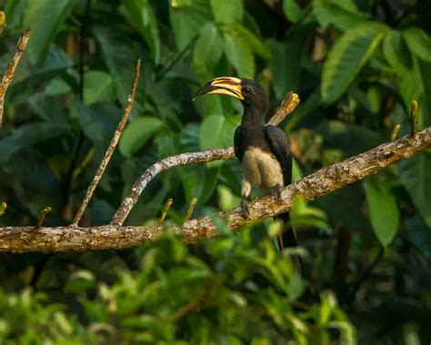 Calau-preto - Fatos, dieta, habitat e fotos em Animalia.bio