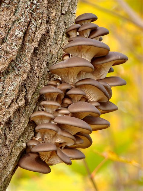 Fungi On Trees