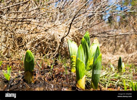 Young Green Shoots Emerging From Wet Ground In Spring Stock Photo Alamy