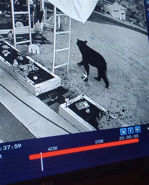 Shocking Video Shows A Man Is Attacked By A Bear In His Garage