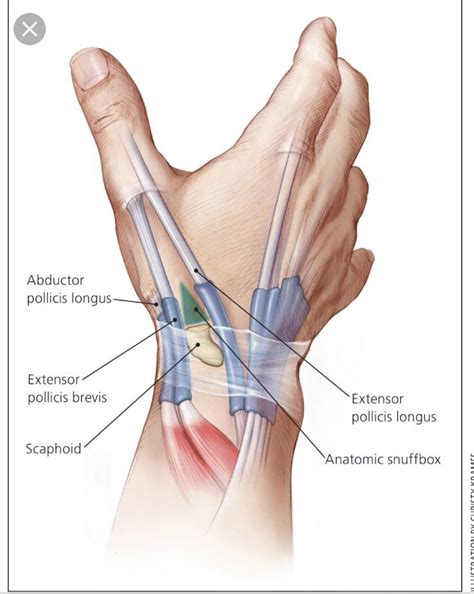 Anatomical Snuffbox Medical Anatomy Human Anatomy And Physiology 11904