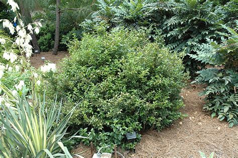 Fragrant Sweet Box Sarcococca Ruscifolia In Issaquah Seattle Bellevue