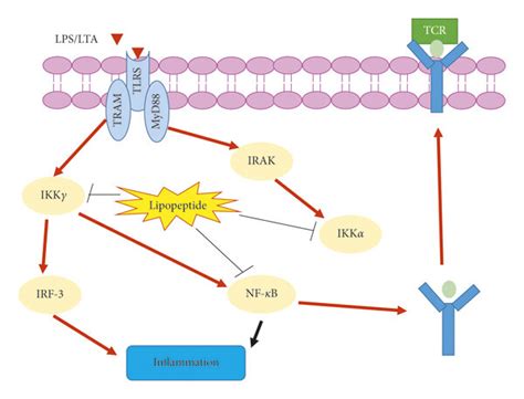 The Proposed Anti Inflammatory Mechanism Of Bacillus Subtilis