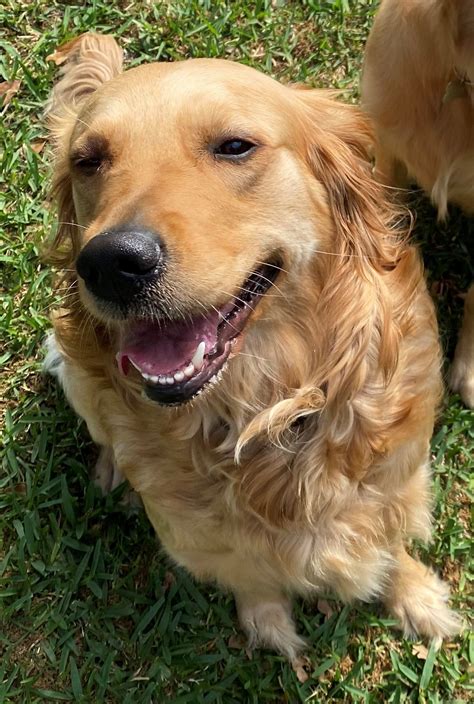 Ellie Golden Retrievers Austin And Brandy Bottone Golden Retriever