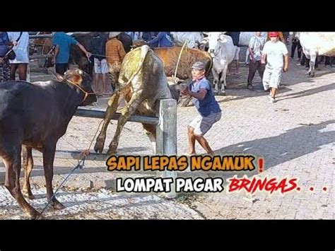 S4P1 EDAN LEPAS LOMPAT PAGAR BRINGAS YouTube