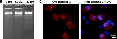 Figure S1 Examination Of Cellular 8 Oxog And Apoptosis Notes A