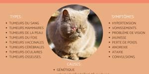 Lymphome du chat Causes symptômes et traitement