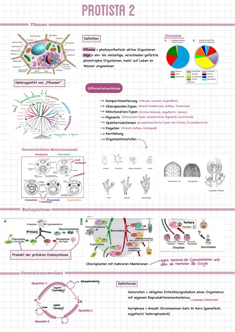 Protista Tree Of Life Zusammenfassung Pflanzen Definition Pflanze