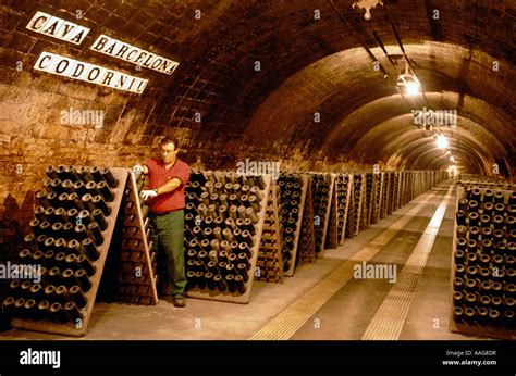 Cava Cellar Methode Champenoise Codorniu Sant Sadurni D Anola Catalonia