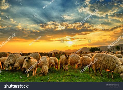 Flock Of Sheep Grazing In A Hill At Sunset Stock Photo 279608516