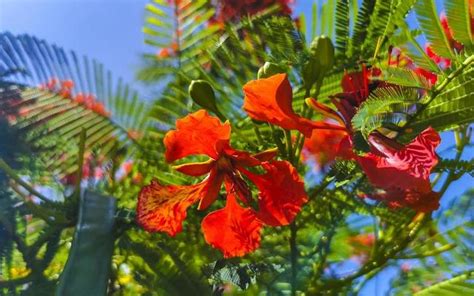 Caribbean Flower Stock Photos Images And Backgrounds For Free Download