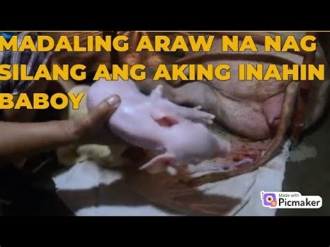 Piglets Anak Ng Aking Inahin Baboy Kahit May Katandaan Na Sya Youtube