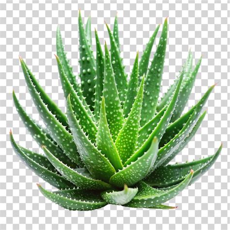 Premium PSD Aloe Vera Isolated On Transparent Background