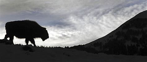 Federal Judge Asked To End Yellowstone Bison Kills